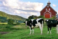 Farm Trucks With Hay Beds For Sale: Your Comprehensive Guide to Hauling Hay Efficiently Farm Trucks With Hay Beds For Sale: Your Comprehensive Guide to Hauling Hay Efficiently