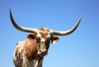 Longhorn Ram 1500 For Sale: Your Comprehensive Guide to Acquiring This Premium Pickup