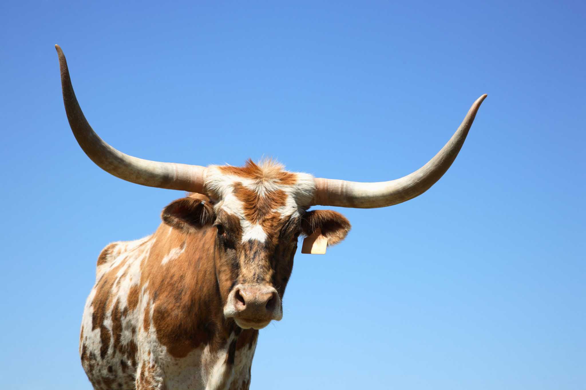 Longhorn Ram 1500 For Sale: Your Comprehensive Guide to Acquiring This Premium Pickup