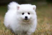 Small Compact Trucks For Sale: Your Comprehensive Guide to Finding the Perfect Fit Small Compact Trucks For Sale: Your Comprehensive Guide to Finding the Perfect Fit