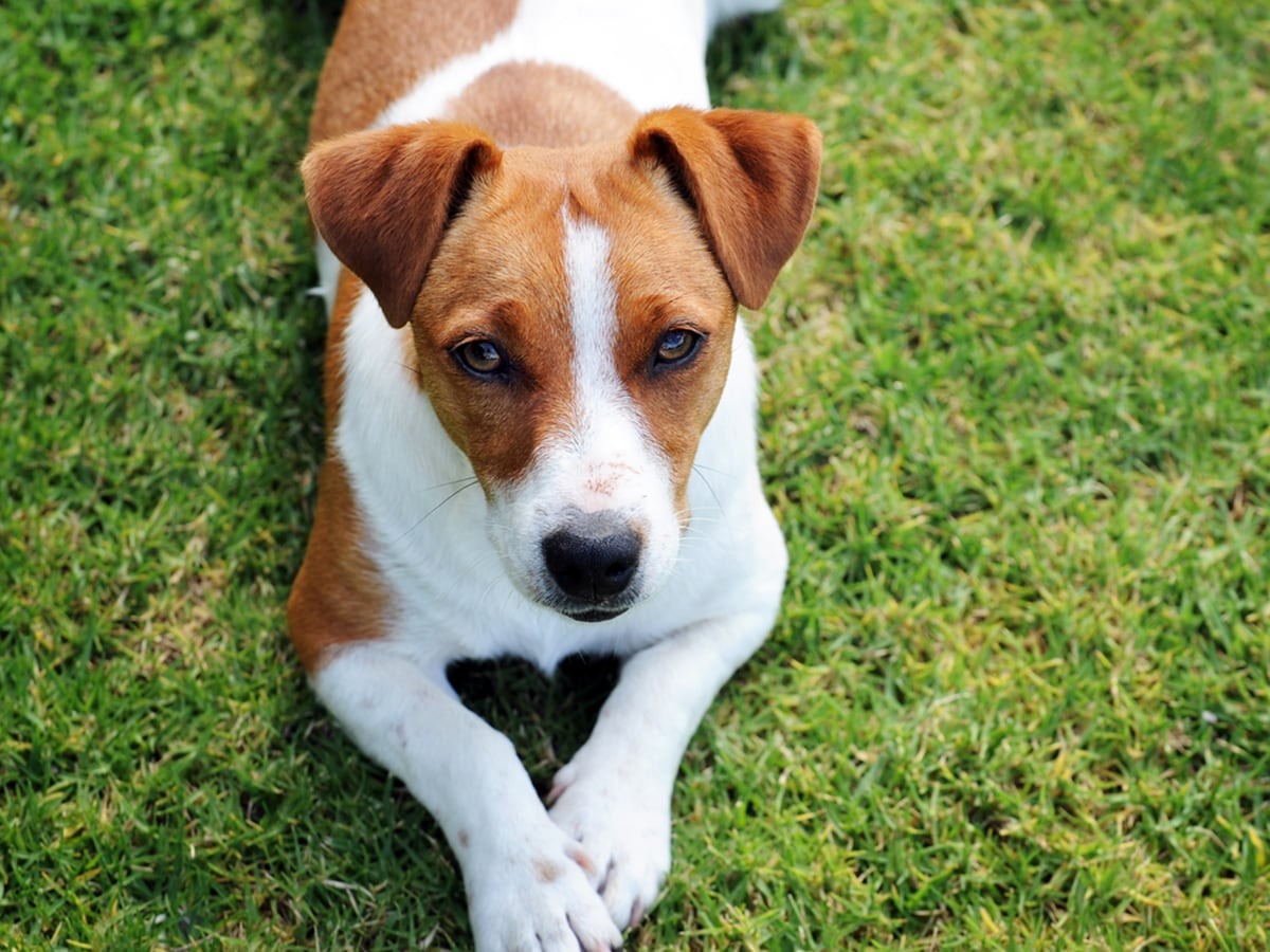The Unsung Hero of the Hunt: A Comprehensive Guide to Dog Hunting Trucks